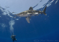   Oceanic whitetip shark. Elpinstone reef. D316mm. shark reef D3,16mm. D3,16mm  